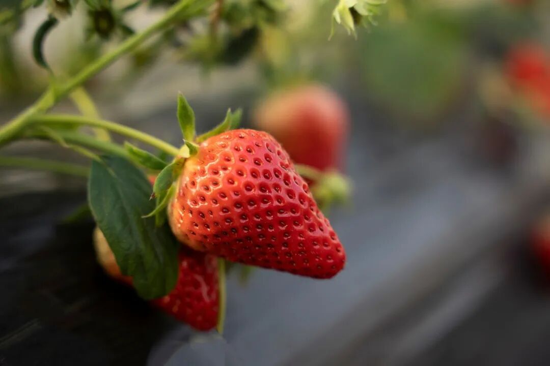 1773303718547943.jpg 种地瘾2.jpg