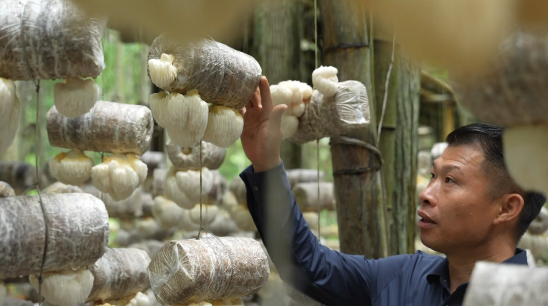 1773308639710296.png 蘑菇爷3.png