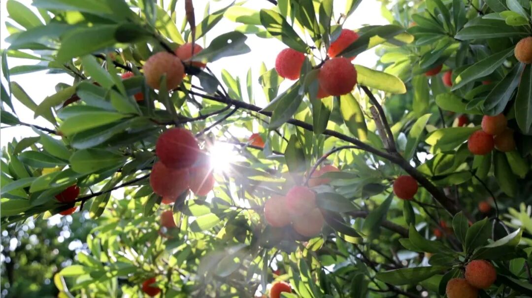 1773308652851074.jpg 蘑菇爷4.jpg